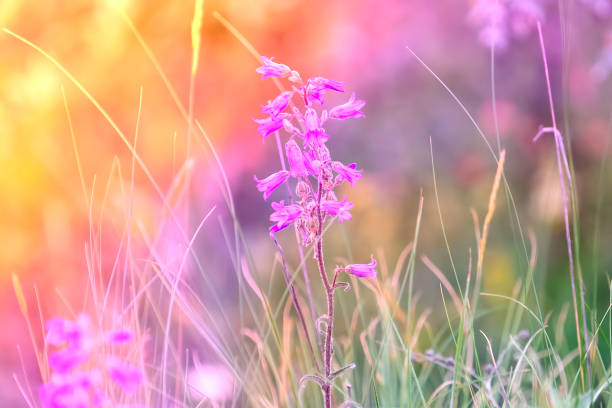 Beautiful multicolored glowing floral background with bell