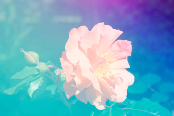 delicate pink rose flower in a blue glow