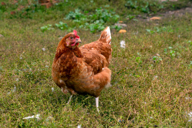 istock A close-up red chicken walks through the village. 1429895537