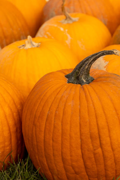 istock Pumpkins harvest on a farm. Halloween concept background 1429896615