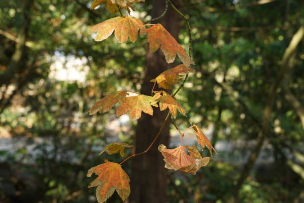 istock Autumn Foliage survey 2022 1429896731