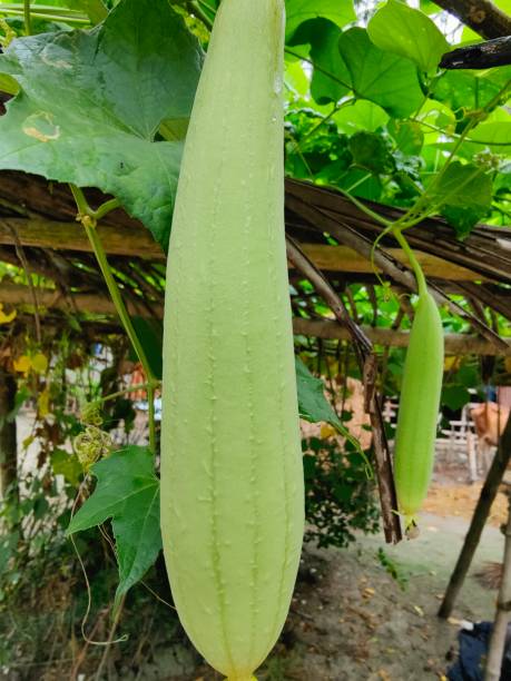 istock Gourds are hanging on the tree 1429897383