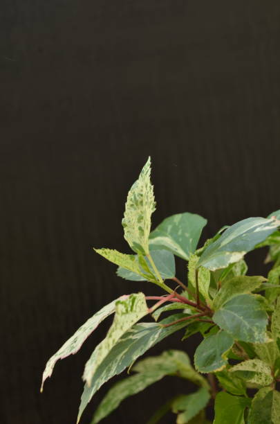 Variegated leaves of hibiscus. Hibiscus is a genus of flowering plants in the mallow family, Malvaceae. Native to warm temperate, subtropical and tropical regions throughout the world. Woody shrub or small tree Ornamental plant. hojas abigarradas de hibisco. hibiscus es un género de plantas con flores perteneciente a la familia malvaceae. nativo de regiones templadas cálidas, subtropicales y tropicales de todo el mundo. arbusto leñoso o árbol pequeño planta ornamental.