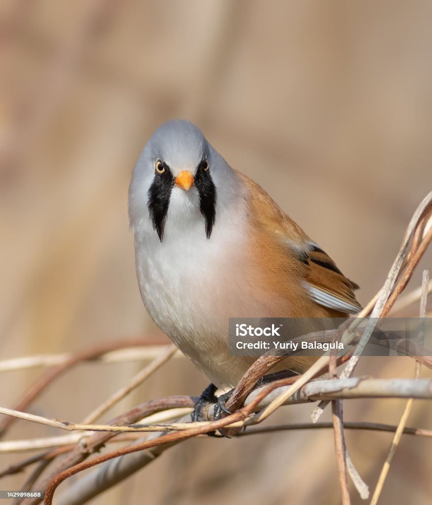 Bearded reedling, Panurus biarmicus. A male bird sits in a thicket of reeds on a river bank Animal Stock Photo