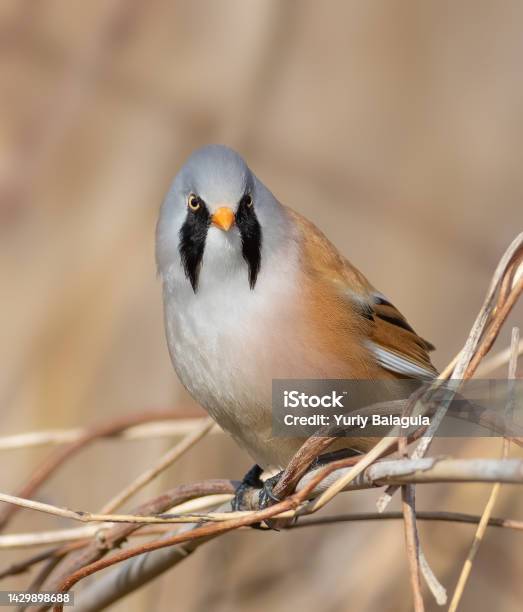 Bearded Reedling Panurus Biarmicus A Male Bird Sits In A Thicket Of Reeds On A River Bank Stock Photo - Download Image Now