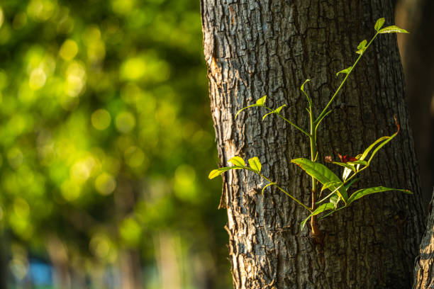 istock New small green leaf branch sprouting from the tree trunk in the summer garden 1429900049