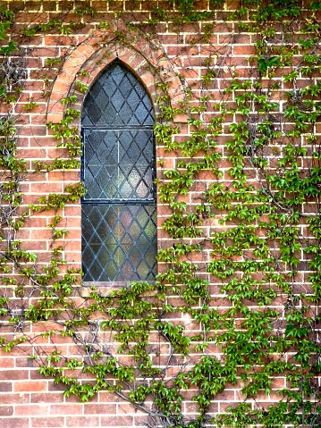 Vertical closeup photo of new bright green leaves of a Virginia Creeper growing on the old brick wall around the window on the exterior facade of Gostwyck Anglican Church on Gostwyck Station property near Armidale, New England high country, NSW, in Spring.