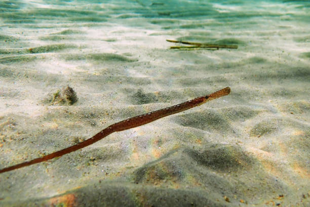 istock Underwater image in to the Mediterranean sea of Broadnosed pipefish - (Syngnathus typhle) 1429902672