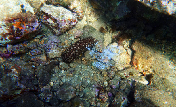 Underwater photography of Sea Cucumber - (Holothuria sanctori) Holothuria sanctori is a species of sea cucumber in the genus Holothuria holothuria stock pictures, royalty-free photos & images