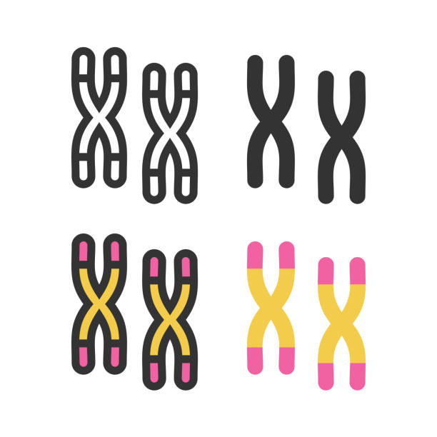 atome, moleküle, dna, chromosomen umrissvektor-symbol gesetzt - chromosome stock-grafiken, -clipart, -cartoons und -symbole