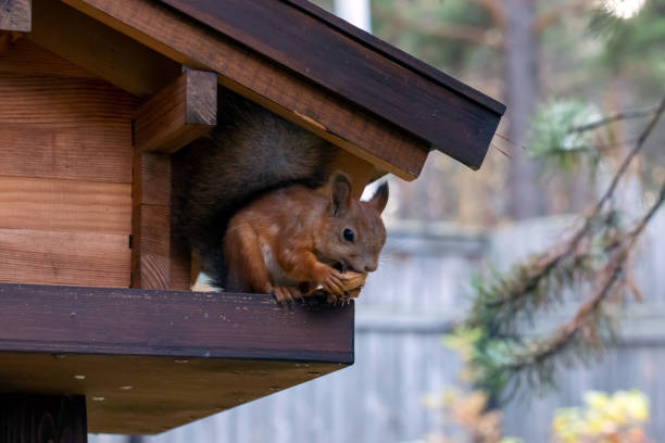 istock A cute red squirrel eats walnuts in a wooden feeder. Wild animals, nature protection. 1429911684