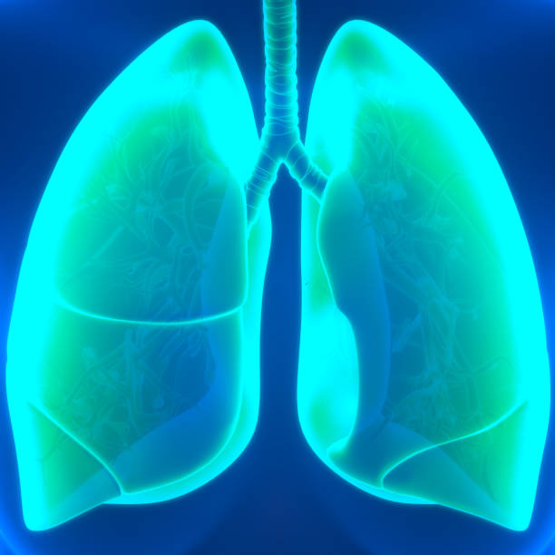 istock Human Respiratory System Lungs Anatomy 1429912184