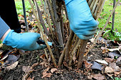 Pruning currant bushes. Autumn garden work. Gloved hands and secateurs. Selective focus