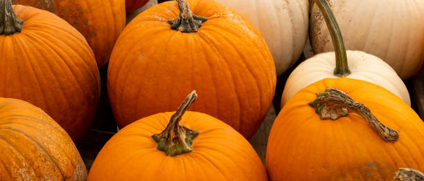istock Pumpkins harvest. Halloween concept background 1429918432