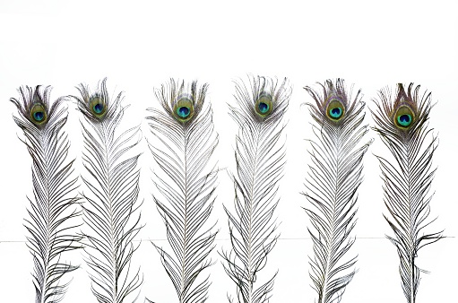 wallpaper of some colored peacock feathers isolated on white background with copy space