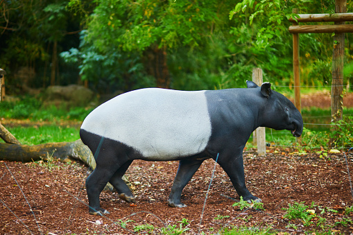 Malayan tapir (tapirus indicus) in zoo in Paris, France