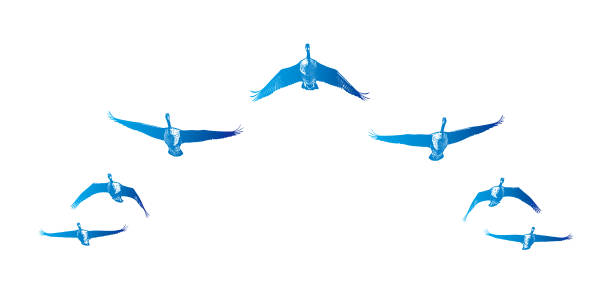 istock Flock of Canada Geese flying in V-formation 1429922828