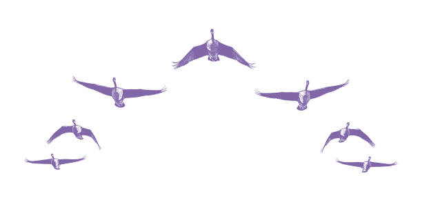 istock Flock of Canada Geese flying in V-formation 1429922874