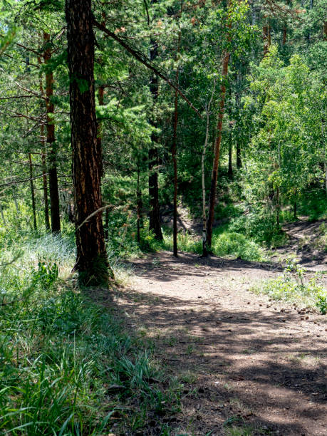 istock beautiful mixed forest in the southern Urals 1429924203