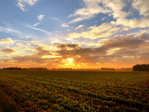 istock Sunrise over farmers field 1429930477
