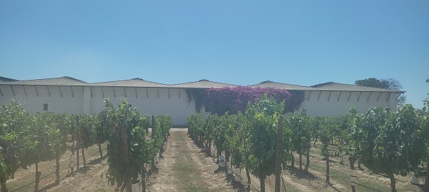 Image of some lines of wine plants in a winery near Santiago de Chile