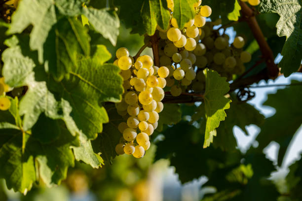 istock Close shot of hanging white grapes. 1429931154