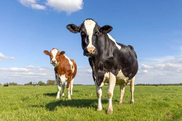 istock Two cows, red and black diversity coloured, in a pasture a blue sky, looking happy 1429932625