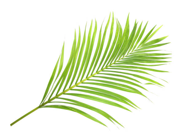istock green leaf of palm tree on white background 1429937758