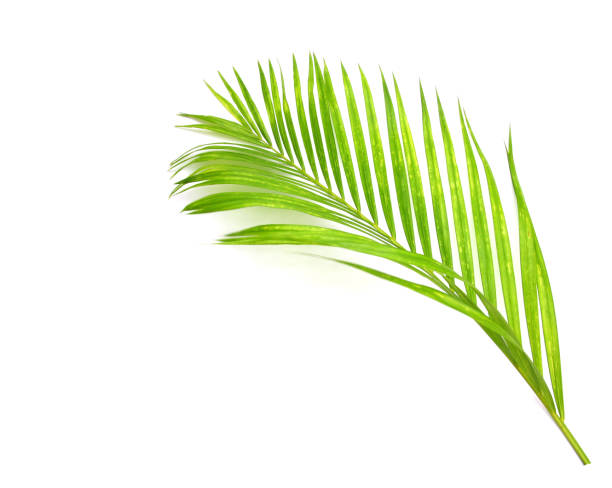 istock green leaf of palm tree on white background 1429937764