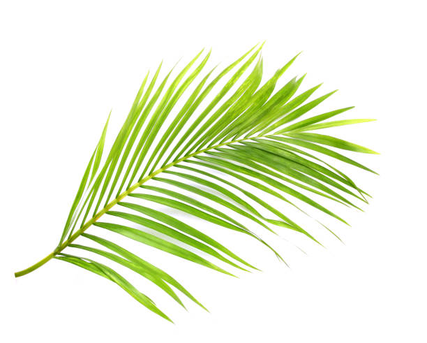 istock green leaf of palm tree on white background 1429937775