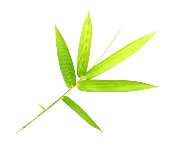 istock Bamboo leaves isolated on white background 1429937780