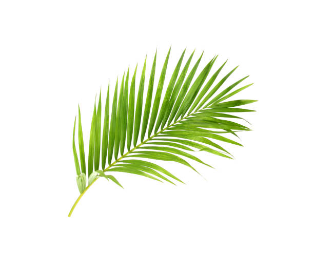 istock green leaf of palm tree on white background 1429937796