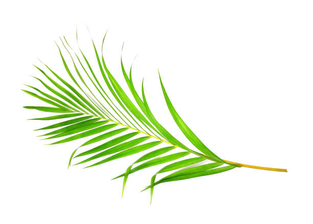 istock green leaf of palm tree on white background 1429937876