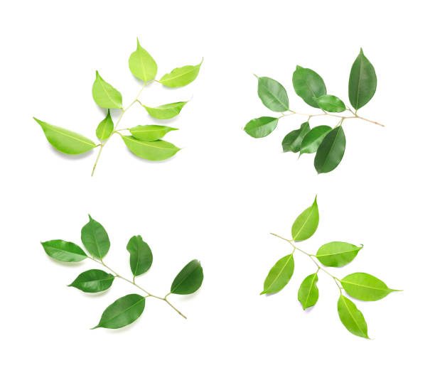 istock collection fresh green leaves branches on white background 1429937895