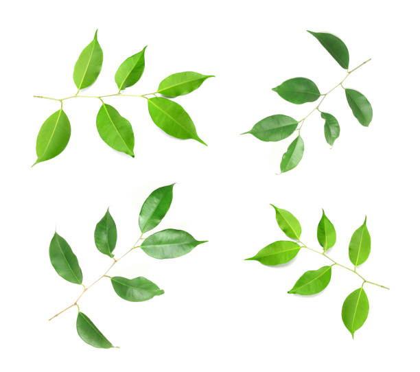 istock collection fresh green leaves branches on white background 1429937899