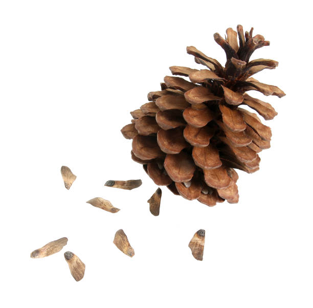 istock pine fir cone with seed isolated on white background 1429938407