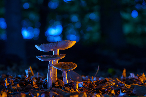 Group of Amanita muscaria regalis growing on a forest during autumn. Toadstool in the forest in wunderful light