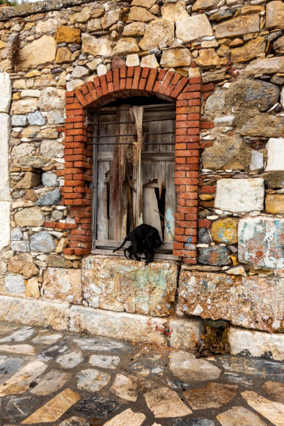 Mother cat feeding babies in front of old window
