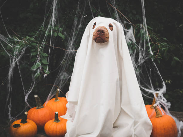 istock Lovable, pretty brown puppy and ghost costume 1429944488