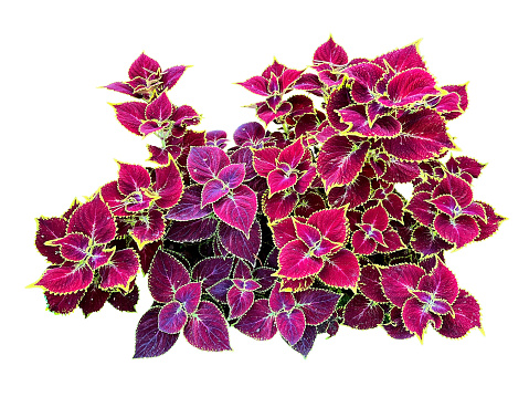 Bright colorful leaves of coleus plant isolated on the white background