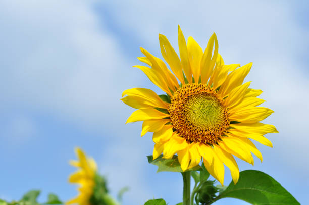 istock Sunflower blooms against a cloudy blue sky background 1429945617