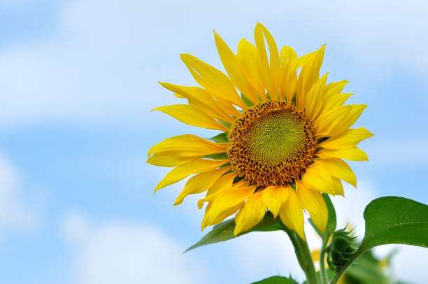 istock Sunflower blooms against a cloudy blue sky background 1429945668
