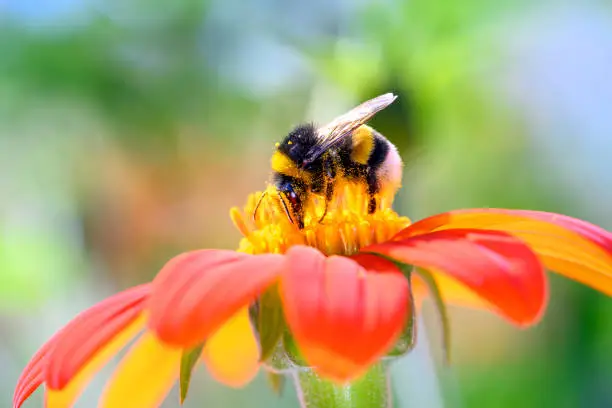 Large earth bumblebee - Bombus terrestris - pollinates a blossom of the red dahlia  - Dahlia coccinea