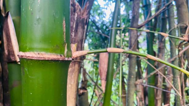 istock green bamboo tree plant in a beautiful garden 1429950717