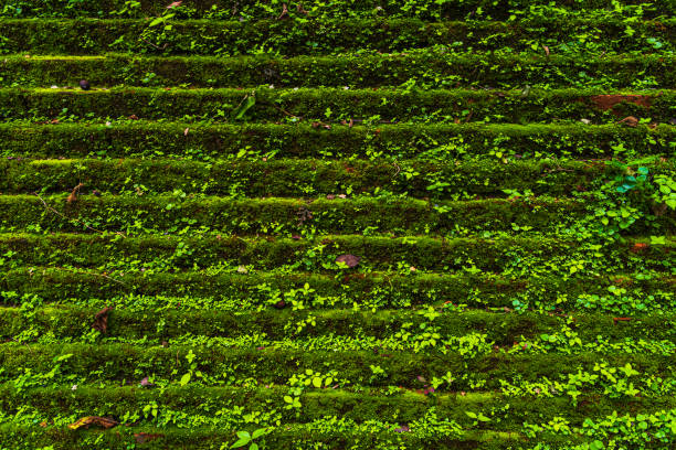 Old Background wall large texture with green moss Wat Umong Suan Puthatham is a Buddhist temple in Chiang Mai,Thailand.