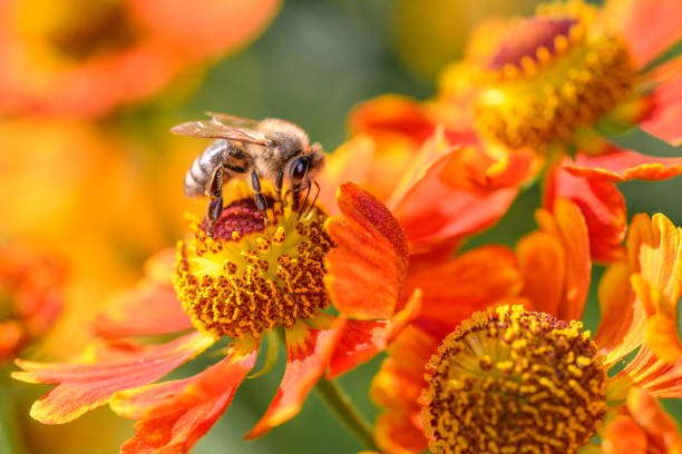 istock Western honey bee - Apis mellifera - pollinates common sneezeweed - Helenium autumnale 1429953763