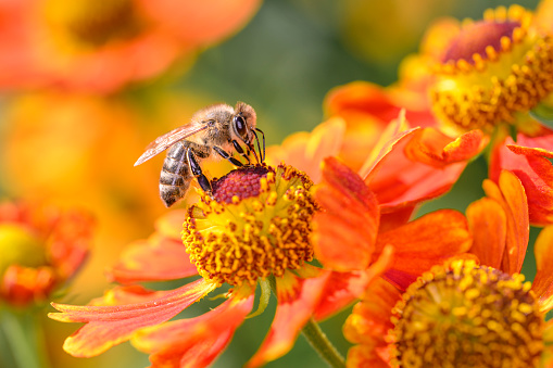 Bee - Apis mellifera - pollinates a blossom of the common sneezeweed or large-flowered sneezeweed - Helenium autumnale