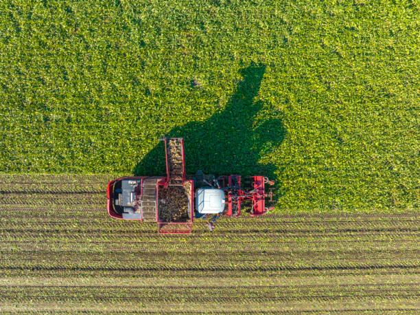 trattori che raccolgono piante di barbabietola da zucchero in un campo visto dall'alto - beet sugar tractor field foto e immagini stock