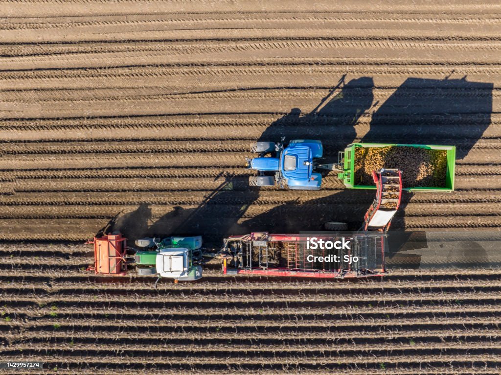 Tractors harvesting potatoes in a field seen from above Potato harvesting in a field where one machine picks up the potatoes and loads them in a trailer pulled by a tractor that is driving alongside the harvester. Raw Potato Stock Photo