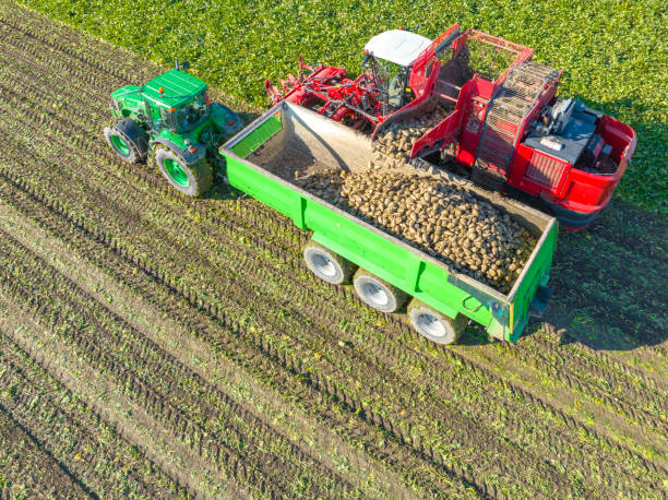 trattori che raccolgono piante di barbabietola da zucchero in un campo visto dall'alto - beet sugar tractor field foto e immagini stock